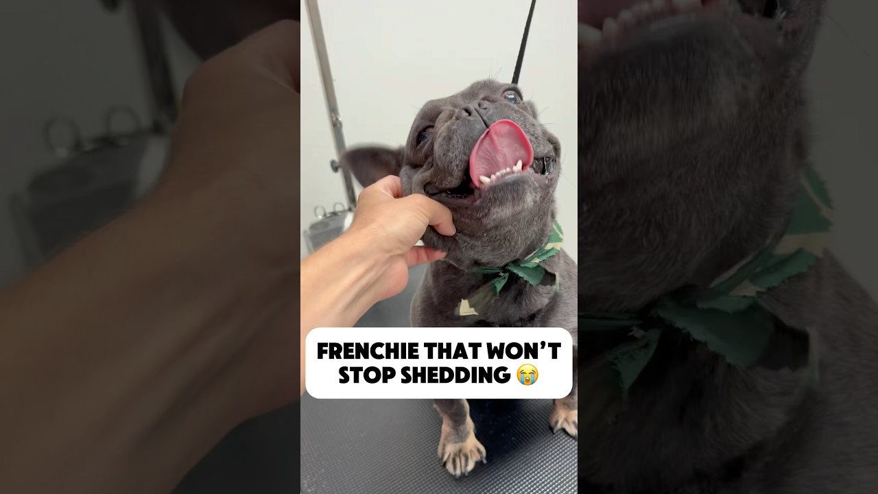 French Bulldog's Persistent Shedding 😭