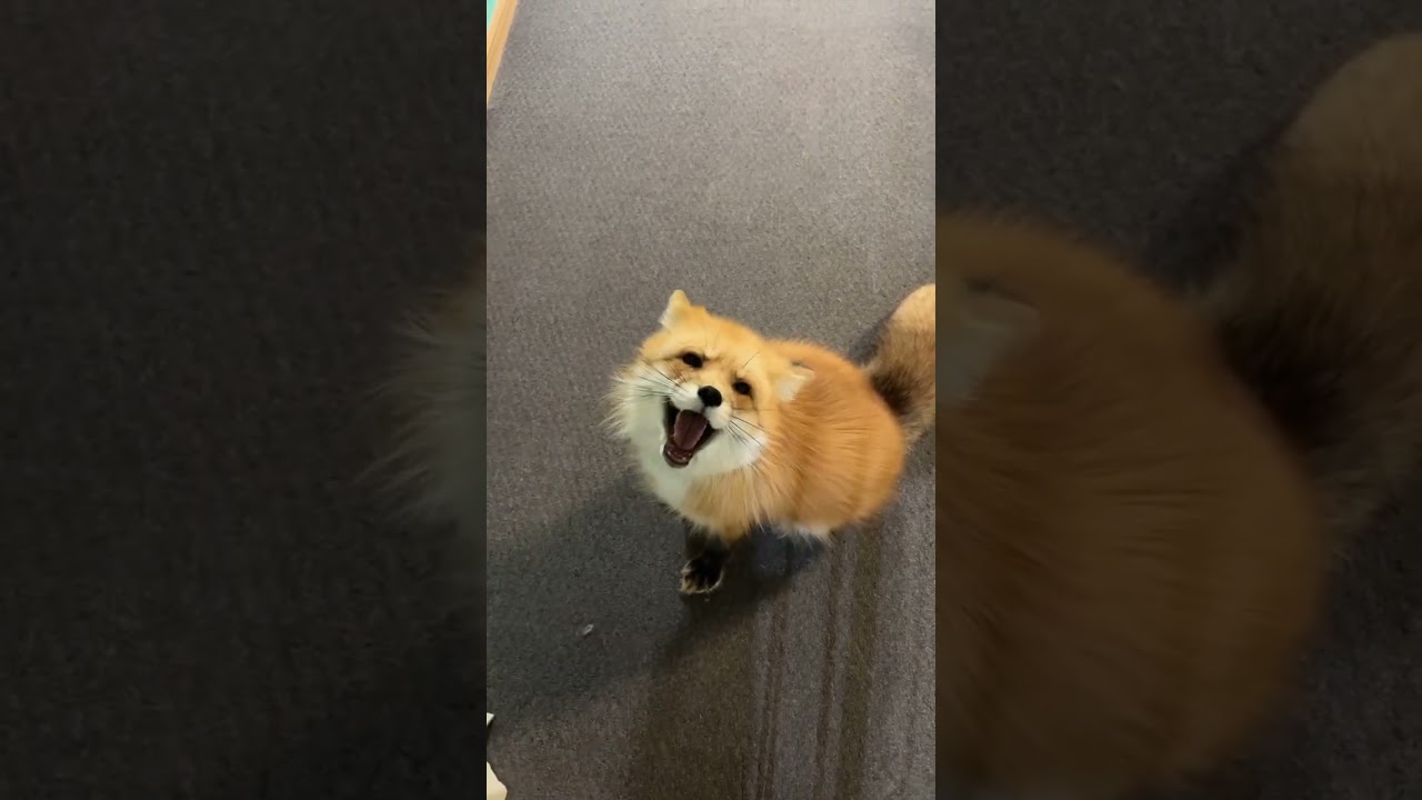 Miles the Red Fox Gets a Sweet Boop! 💚