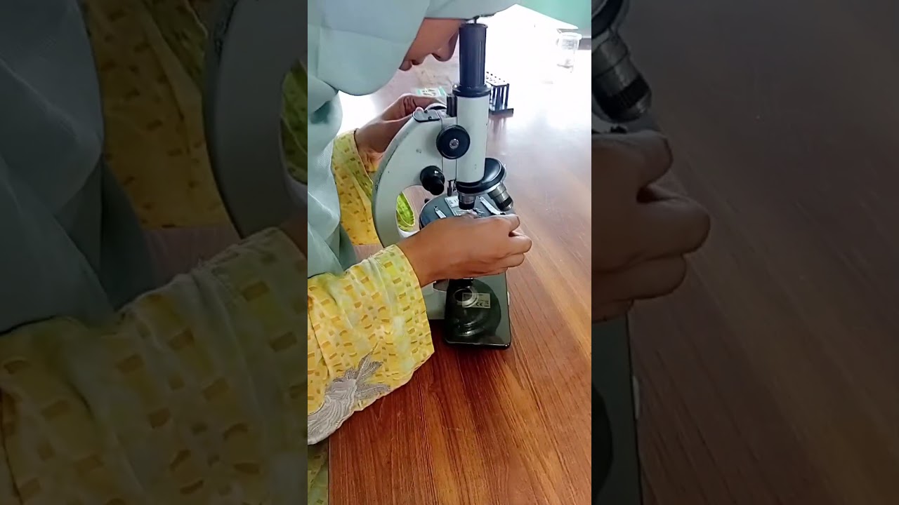 Amoeba under microscope | Amoeba proteus | slide observation #laboratory #amoeba #protozoa #science