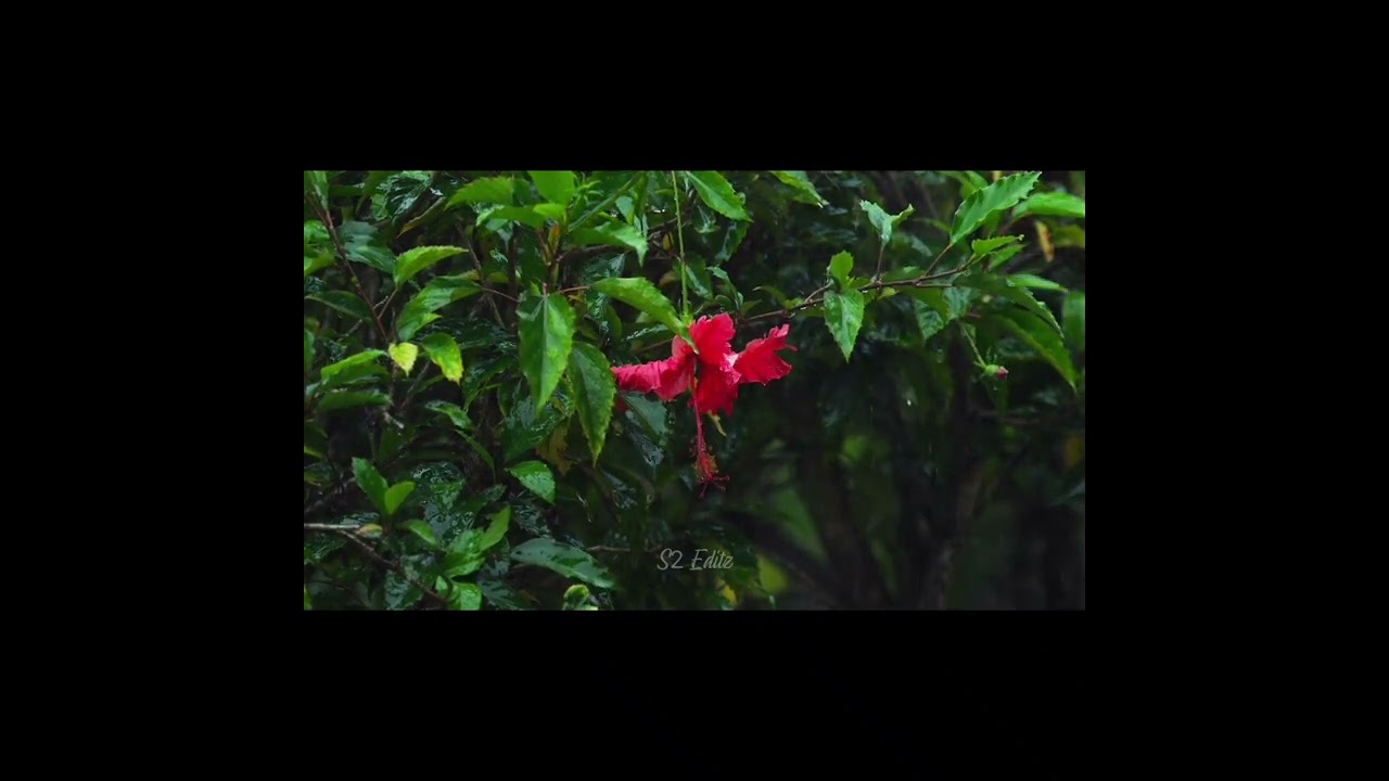 Kaatril Endhan Geetham Humming by Ilayaraja 🎶