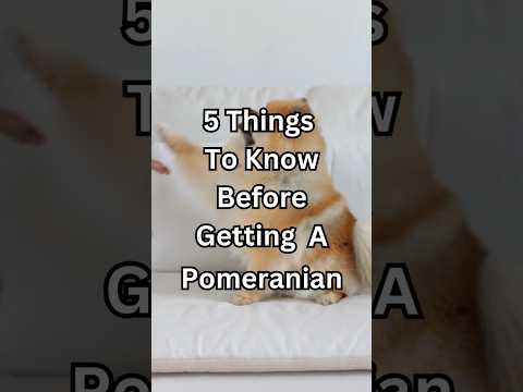 5 Things You Should Know Before Getting A Pomeranian! #shorts #dog