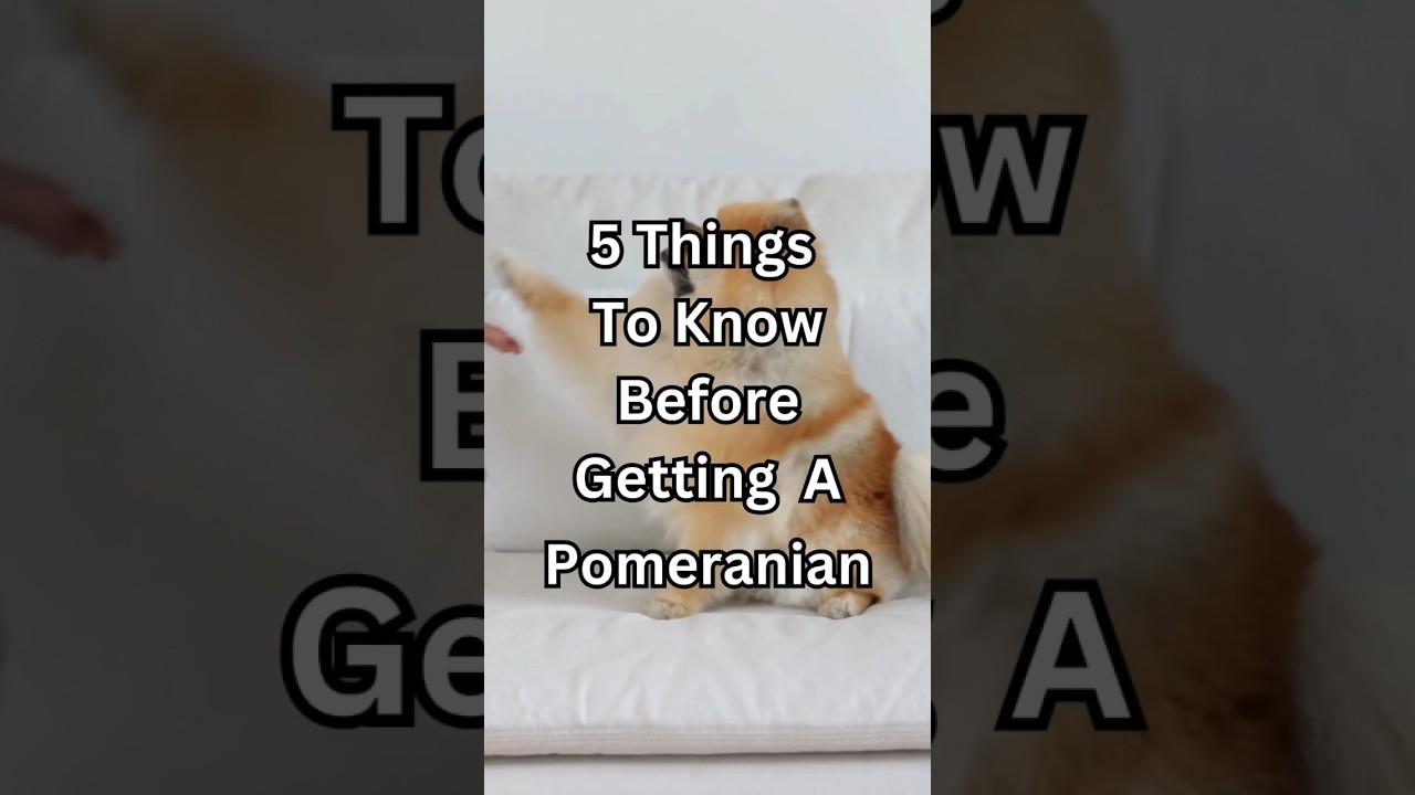5 Essential Tips Before Bringing Home a Pomeranian 🐶