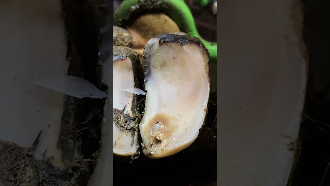 Milk from the Wrong End of a Cow! 🥴