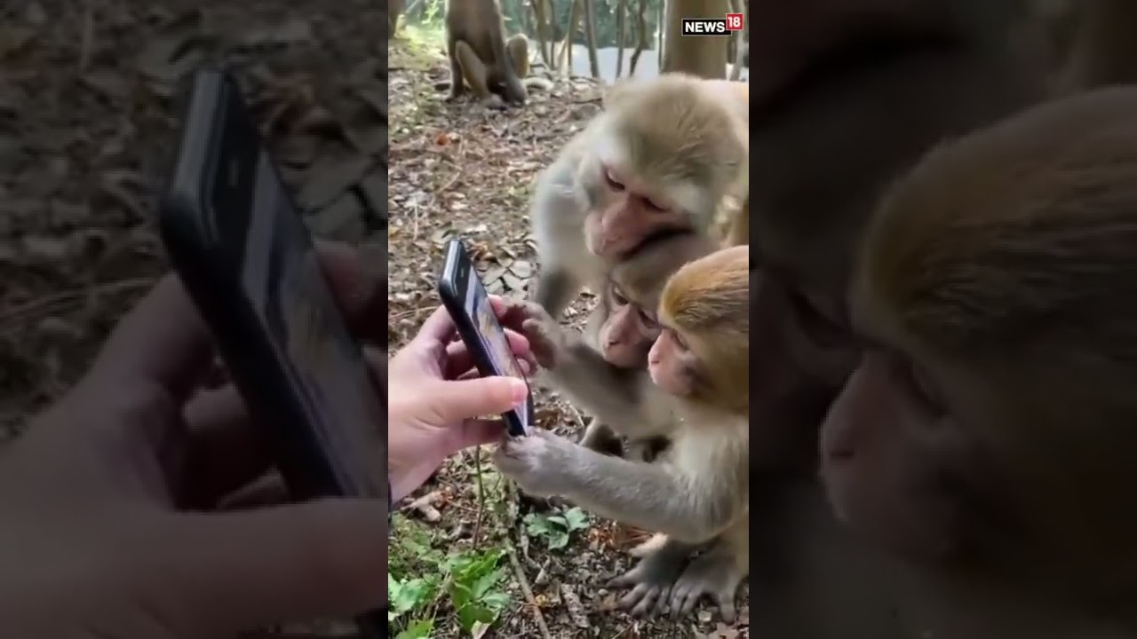 Viral Video of Monkeys Engaging with Social Media Like Daily Routine