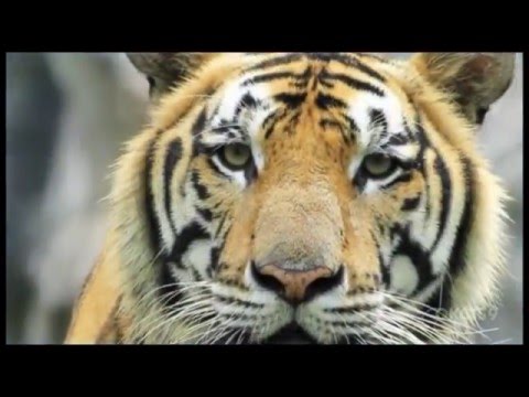 The Great Math Mystery