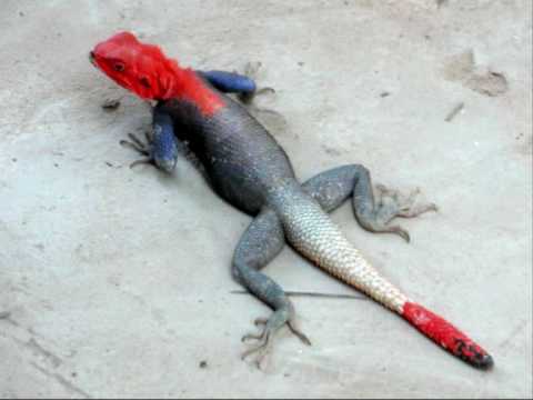 Douda Koné-Margouillat: Artistic Visionary