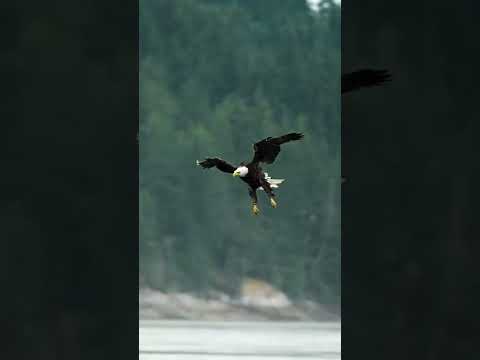 A Eagle catching a fish!