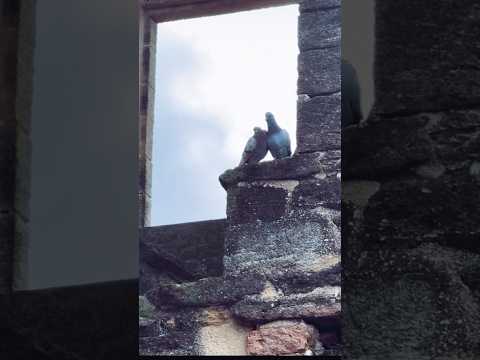 Мне всего лишь #душевныепесни #светланакопылова