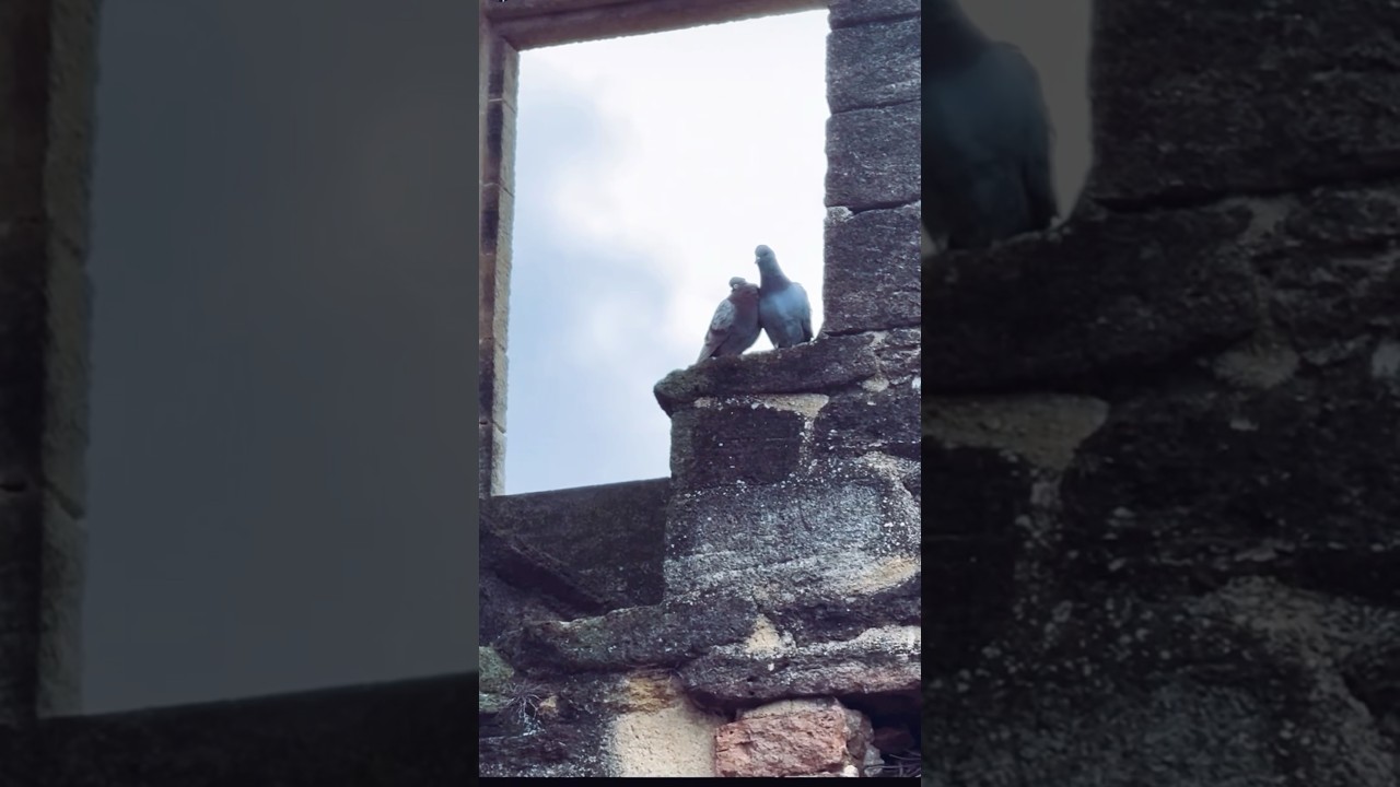 Душевные песни Светланы Копыловой 🎶