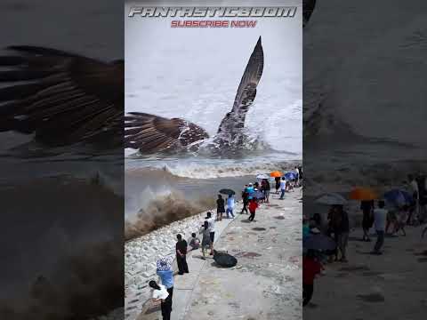 AMAZING! KING EAGLE CAUGHT ON THE BEACH