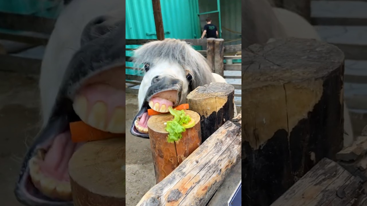 Fascinating Facts About Pony Teeth 🦷