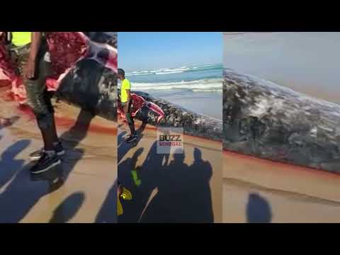 Camberene : Un gros poisson s'échoue sur la plage