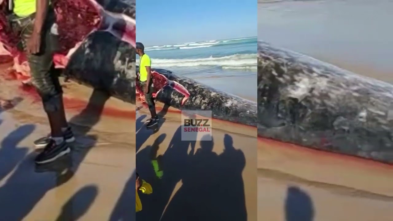 Camberene : Un gros poisson échoué sur la plage