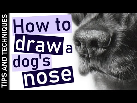 How to draw a realistic dog nose in graphite | 2 must have erasers!
