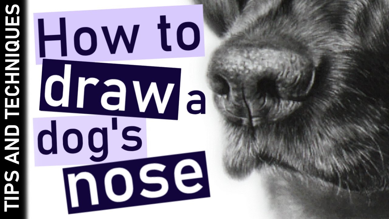 Drawing a Realistic Dog Nose in Graphite: A Step-by-Step Guide with Essential Erasers