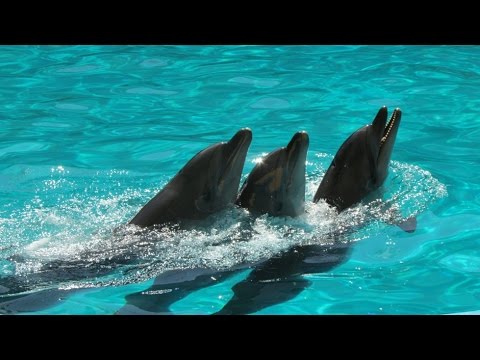 Dauphins Jouant avec des Ballons à Alushta 🐬