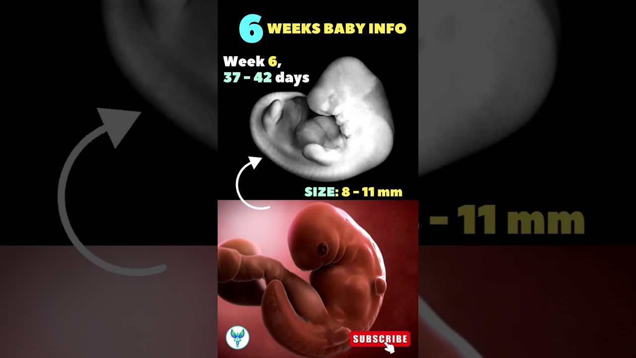 6 Weeks Pregnant? See Your Baby's Amazing Development! ๐ถ
