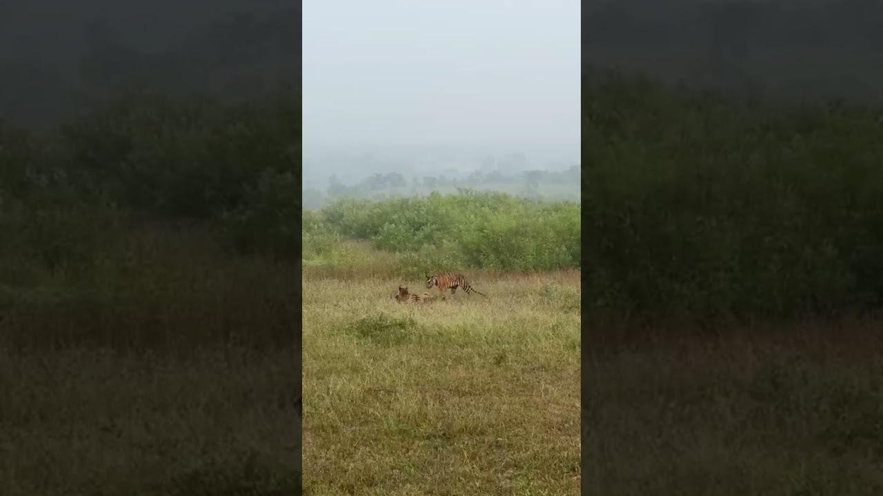 Nagarhole Tiger & Deer Hunt Live 🐅🦌