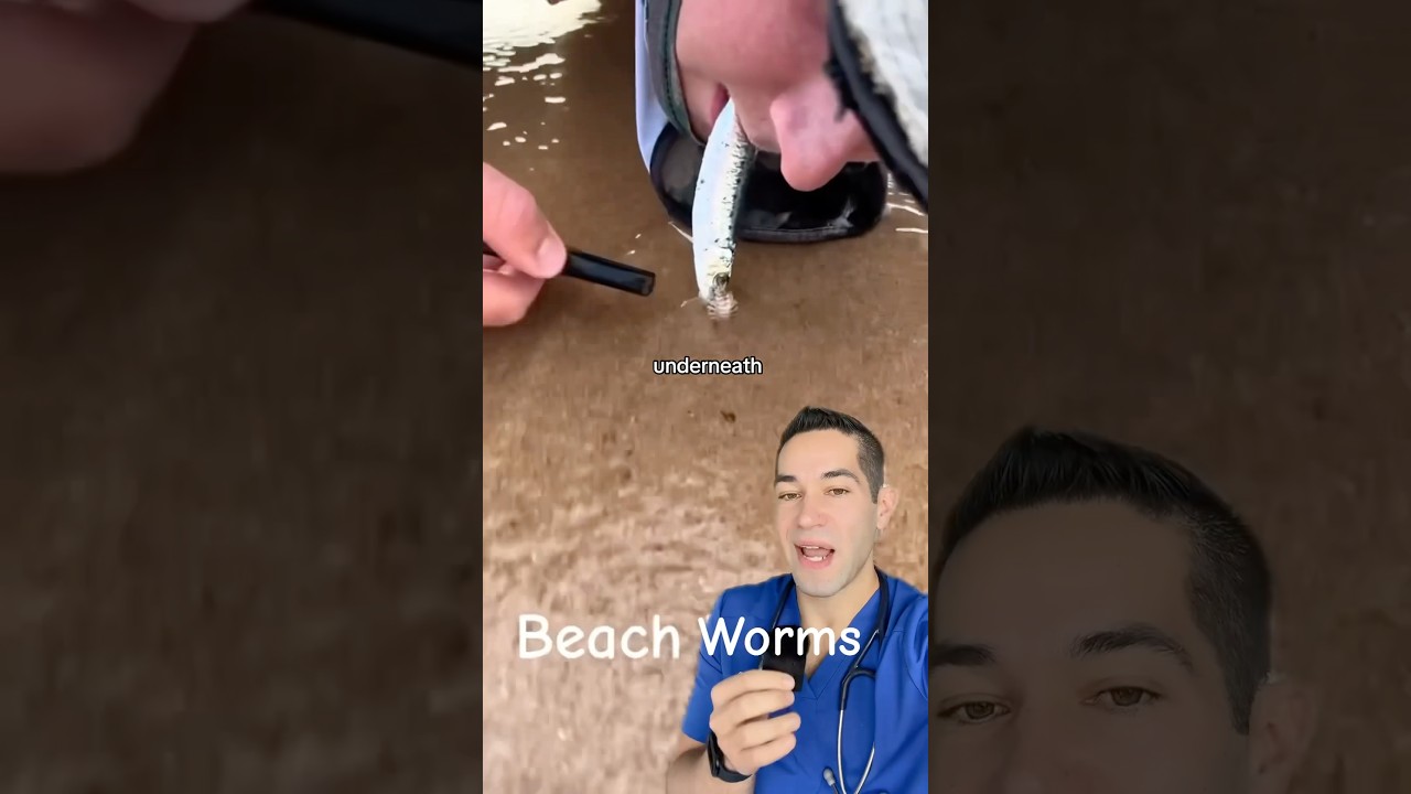 Beach Worms: Nature’s Hidden Creatures 🐛