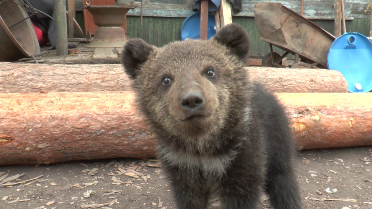 Медвежонок-лесной гость ищет заботу 🐻
