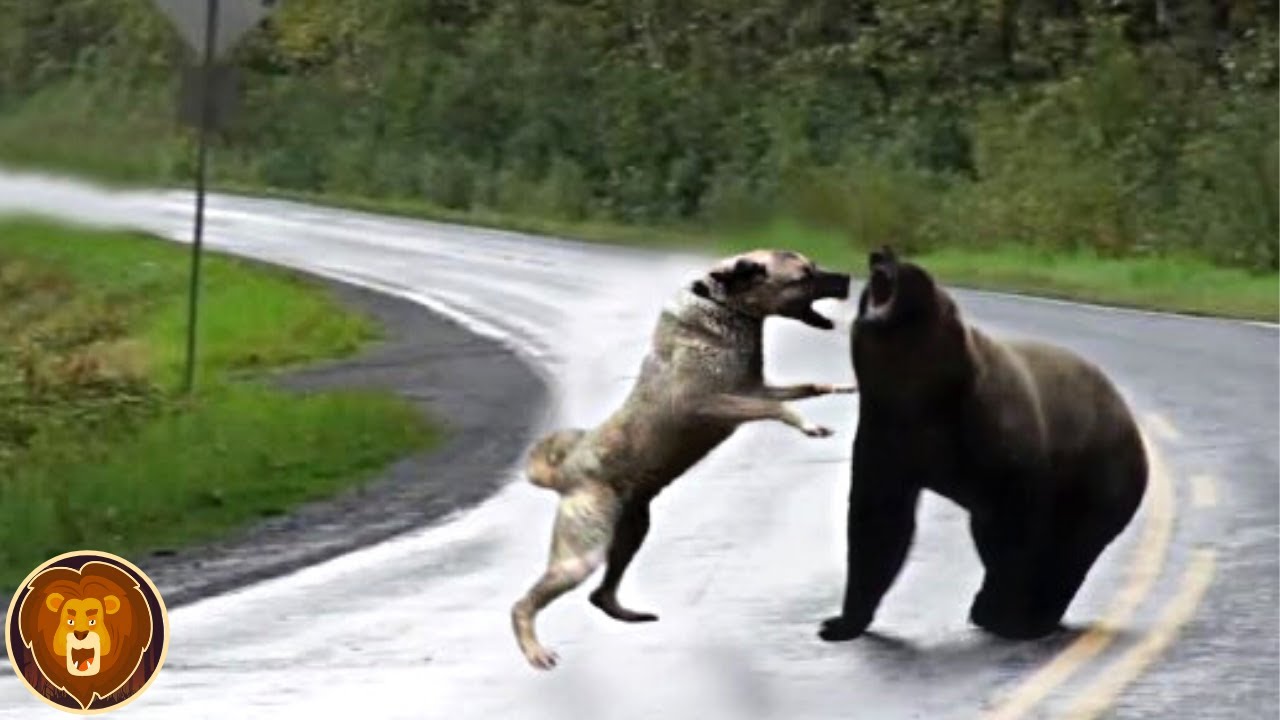 Les Kangals, Chiens Turcs Incroyablement Puissants 🐕