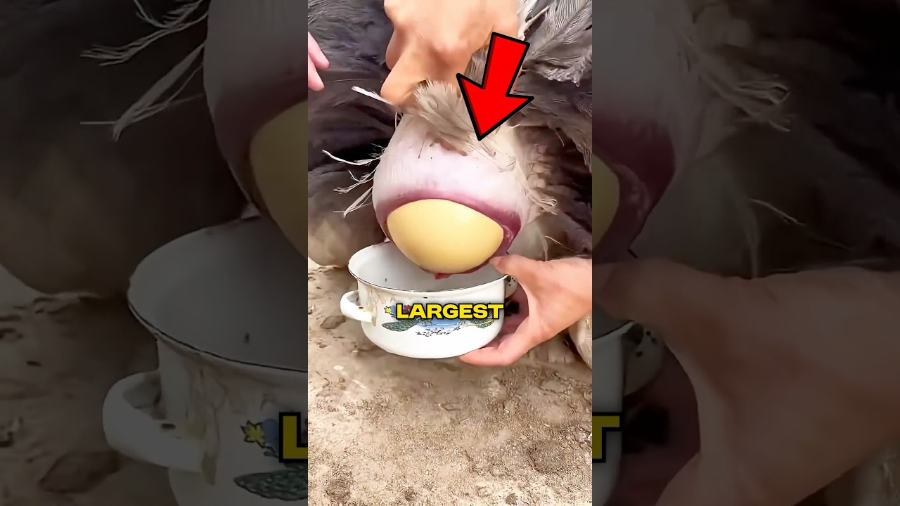World's Largest Eggs! 🥚 Part 2