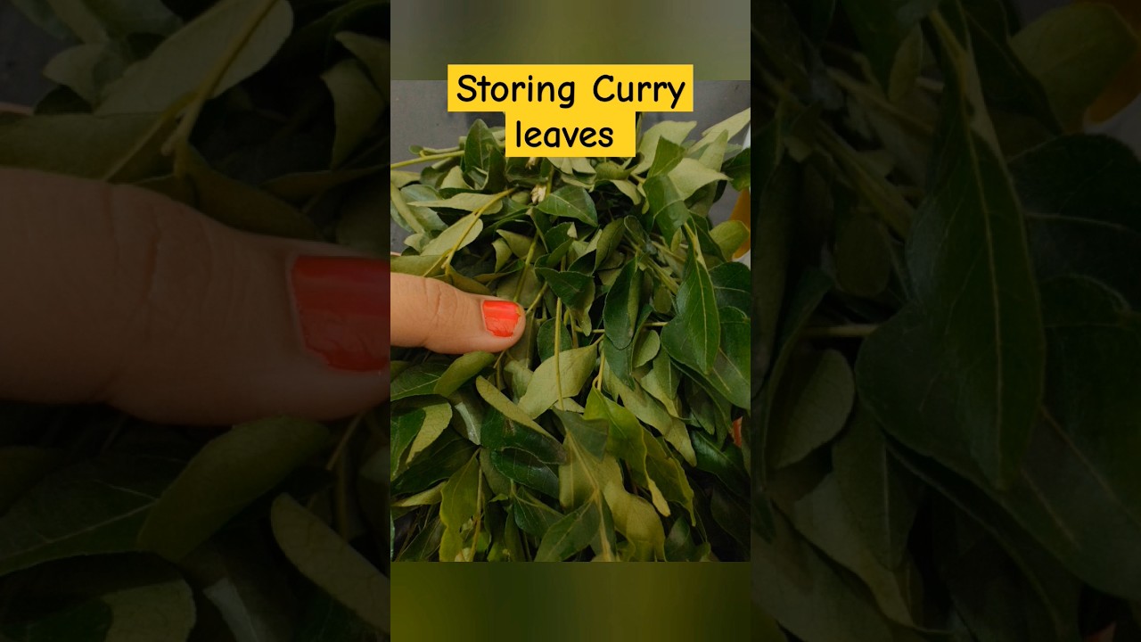 How to Store Curry Leaves in Refrigerator for long time - Please Subscribe kar lijiye #foodrecipe