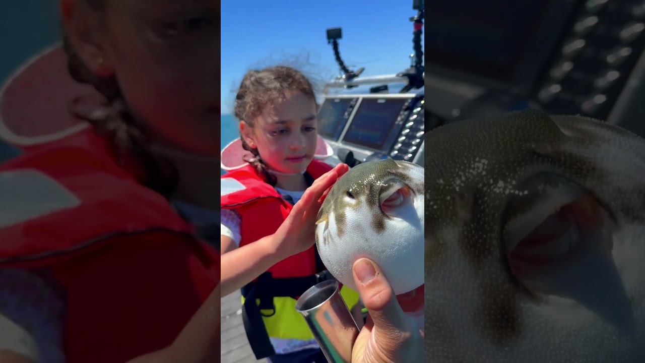 Pufferfish Inflates as Defense 🐡