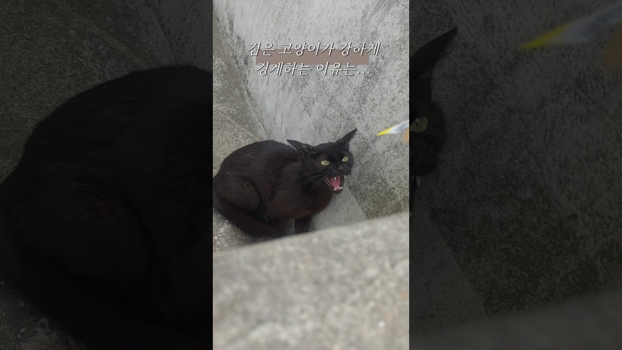 검은 고양이 하악질 이유 🐱