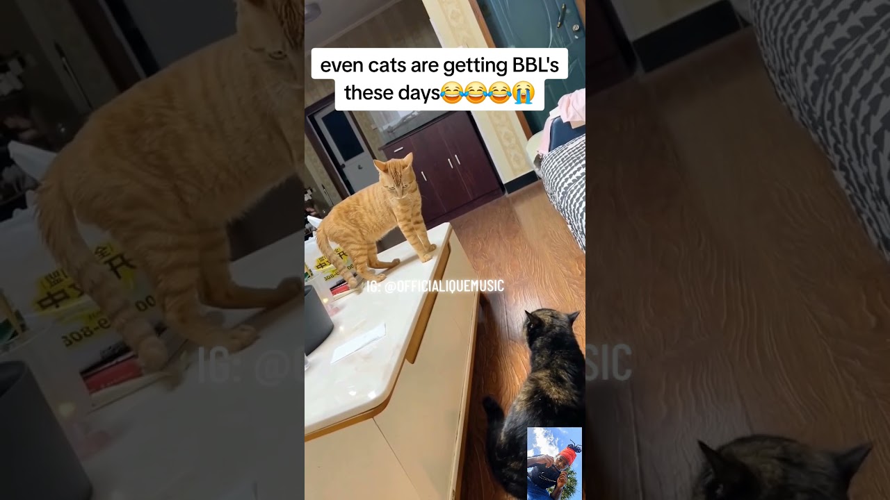 BBL?!🤣😂😭 #viral #funny #cardib #cat #catvideos #catshorts #turkey #istanbul #voiceover #gohard #ique