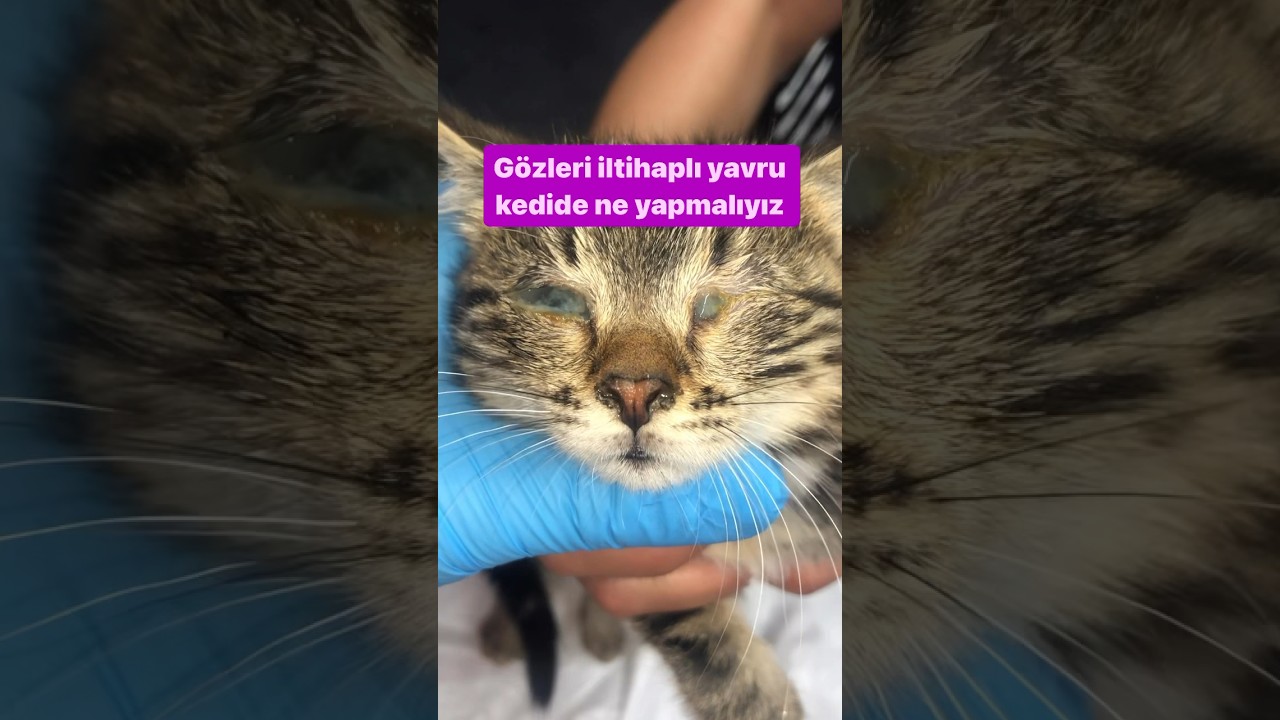 İltihaplı Yavru Kedi Gözleri için Ne Yapmalı? 🐾