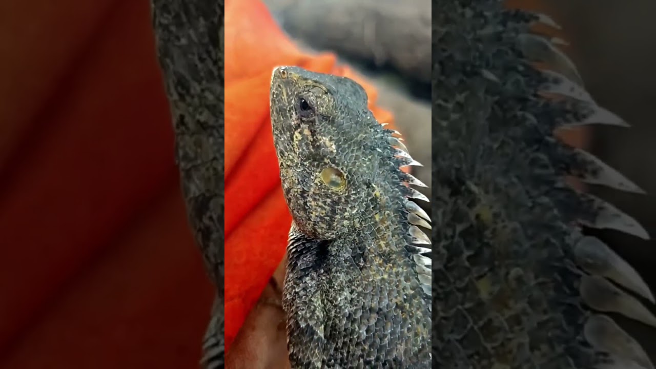 Incredible Chameleon Transformation 🦎