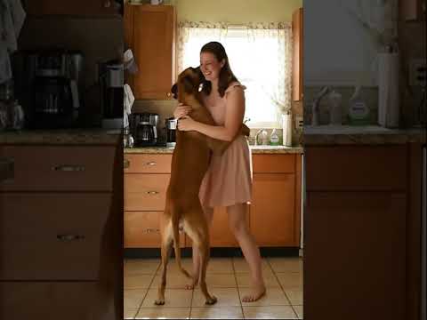 Little White Boxer give Morning Kisses #adorably #dogowner #malinoismonday #petowner  #adoreble