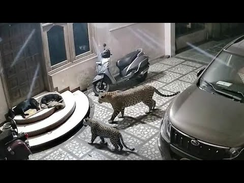 Wild Animal Attacks Suddenly – Caught on Camera