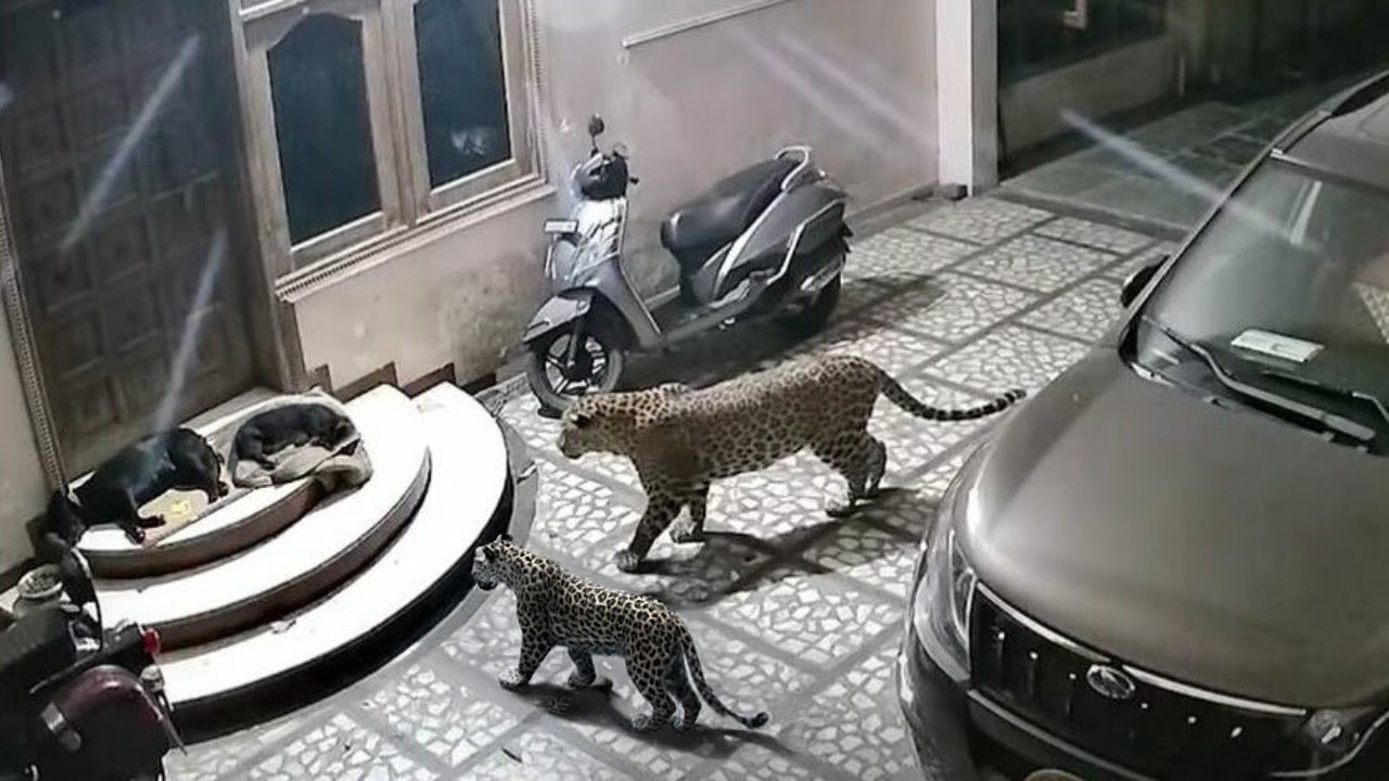 Wild Animal Attacks Unfold Unexpectedly – Captured on Camera