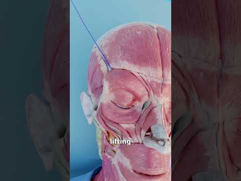 How An Eyebrow Thread Lift Works đ€