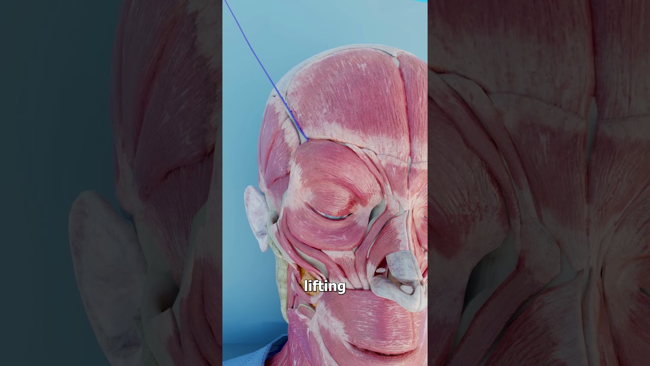 Understanding How an Eyebrow Thread Lift Works