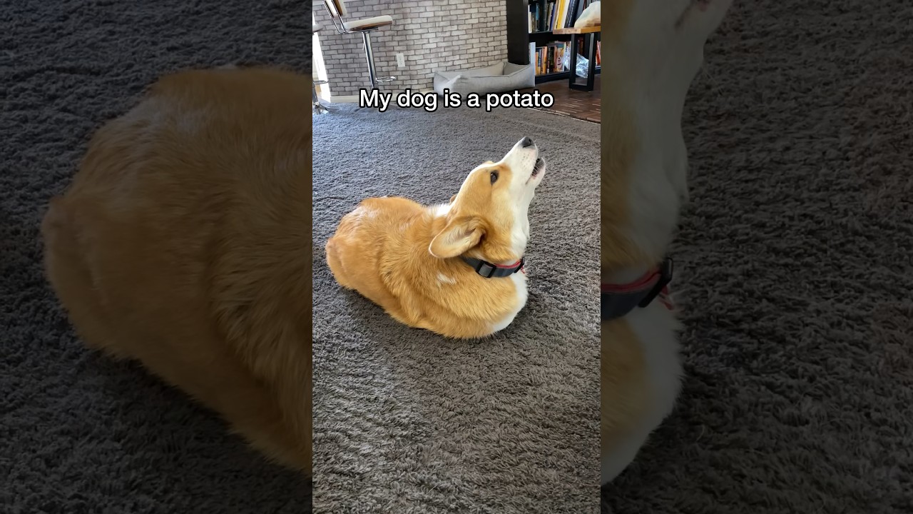 He Believes He's a Potato 🥔