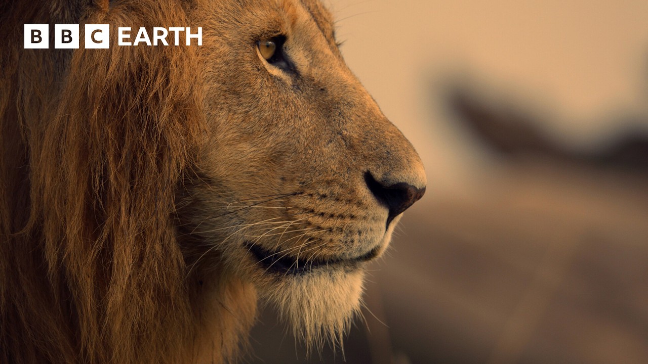 An Adventure Through Africa in 4K | BBC Earth