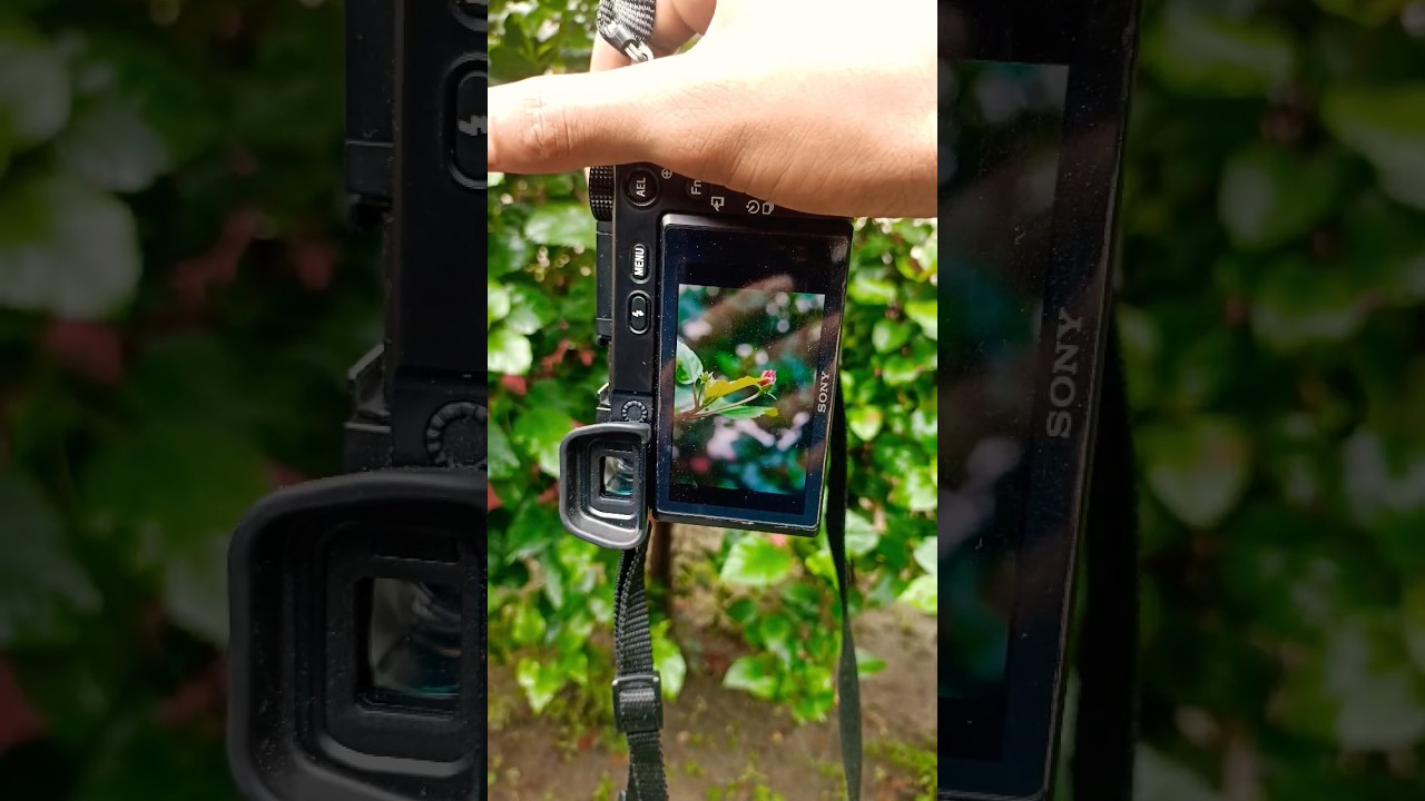 Sony A6100 50mm Lens Photography Test π·