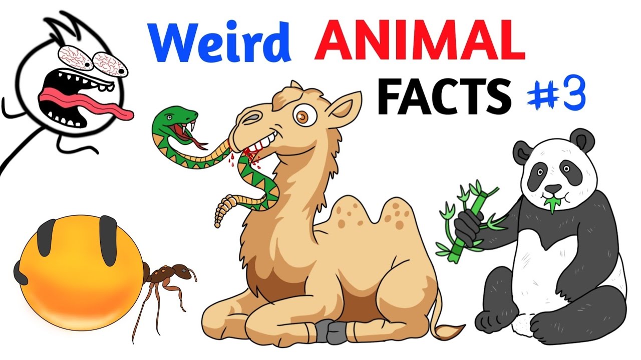 Strange Animal Facts You Didn't Know 🐾