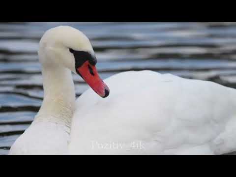 Безумно красивая музыка в которой можно раствориться.  Послушайте!