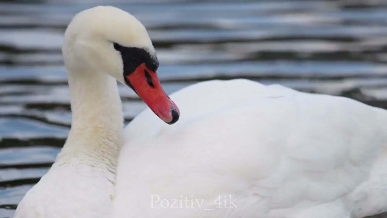 Погрузитесь в невероятно красивую и вдохновляющую музыку 🎶