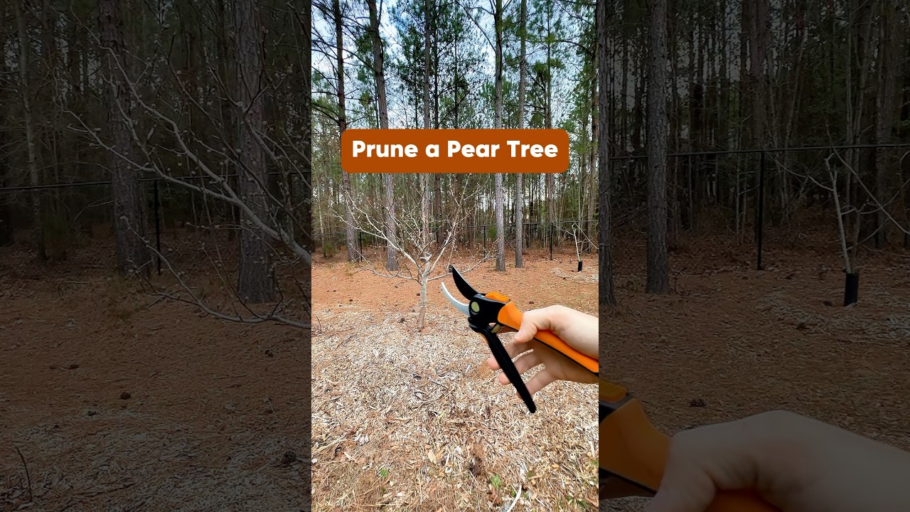 Prune an Asian Pear Tree #shorts #pruning #peartree #gardening  #growyourownfood  #orchard #grow