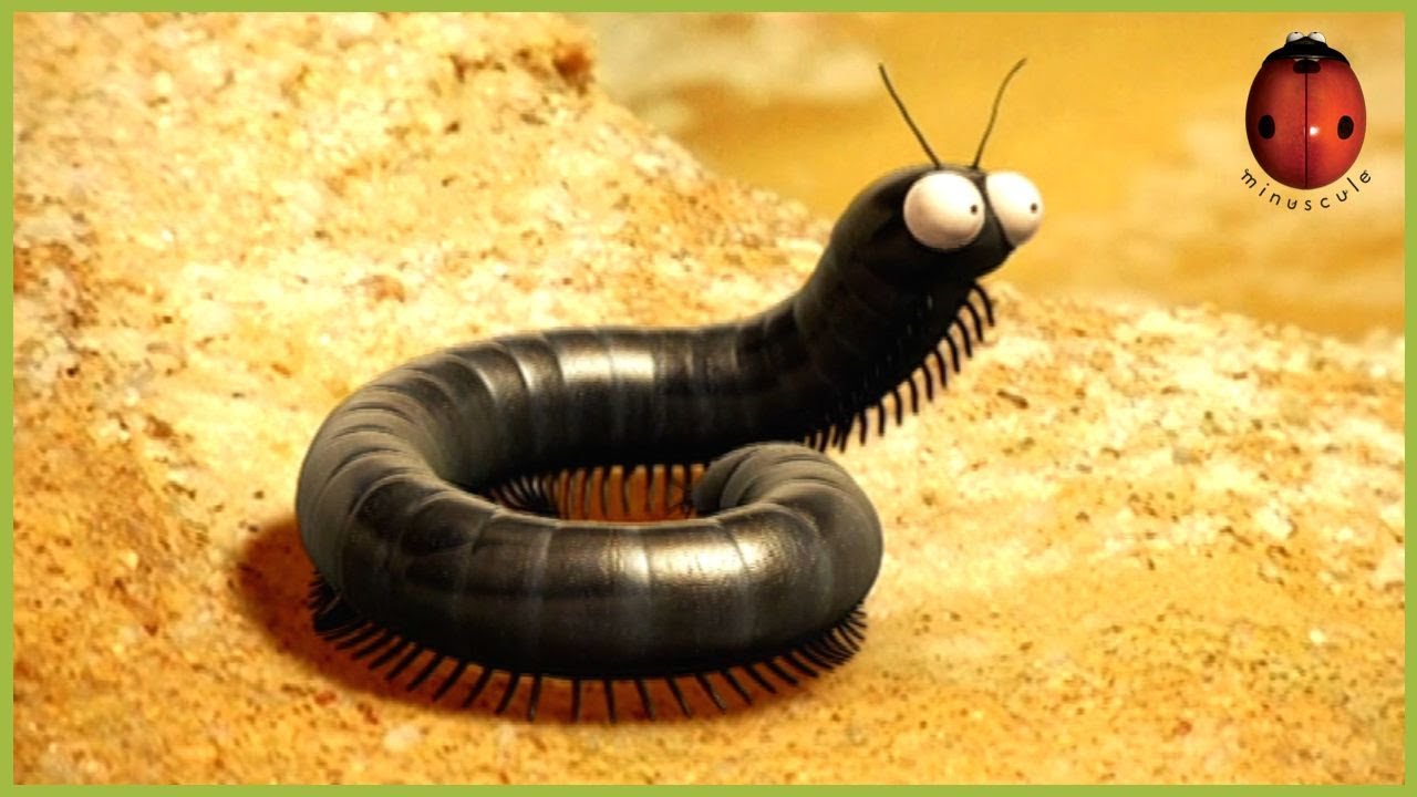 Yellow Minuscule Insect Compilation 🐞 (55')