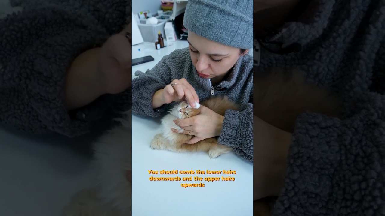 Kedilerin Göz Temizliği Nasıl Yapılır? 🐱