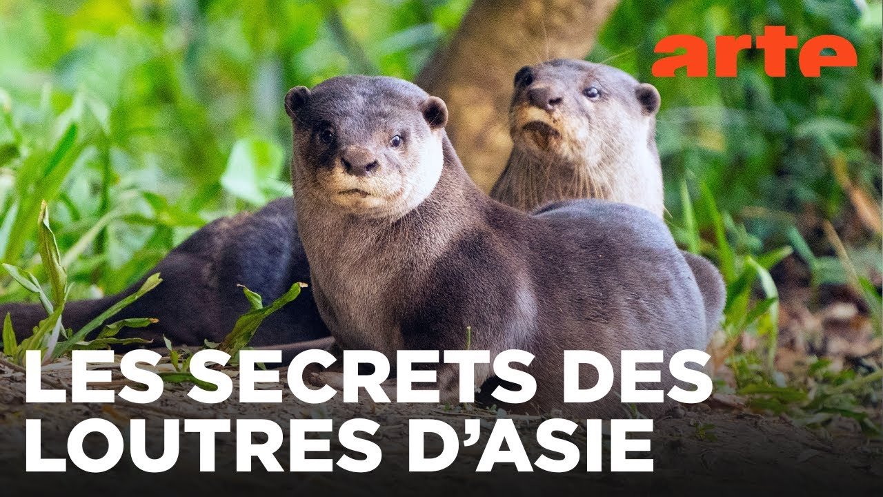 Loutres d’Asie : Vie sur le fleuve 🦦