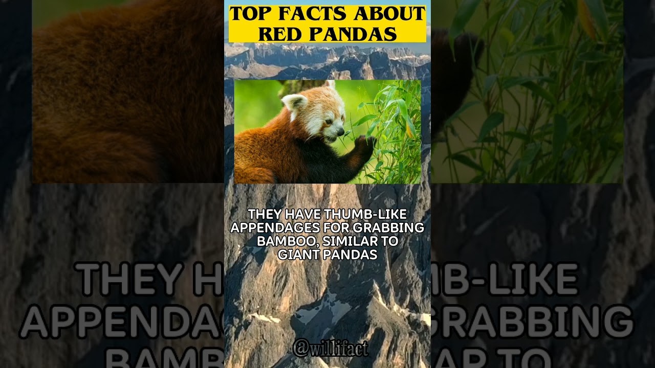 Red Pandas: Fascinating Facts 🐼