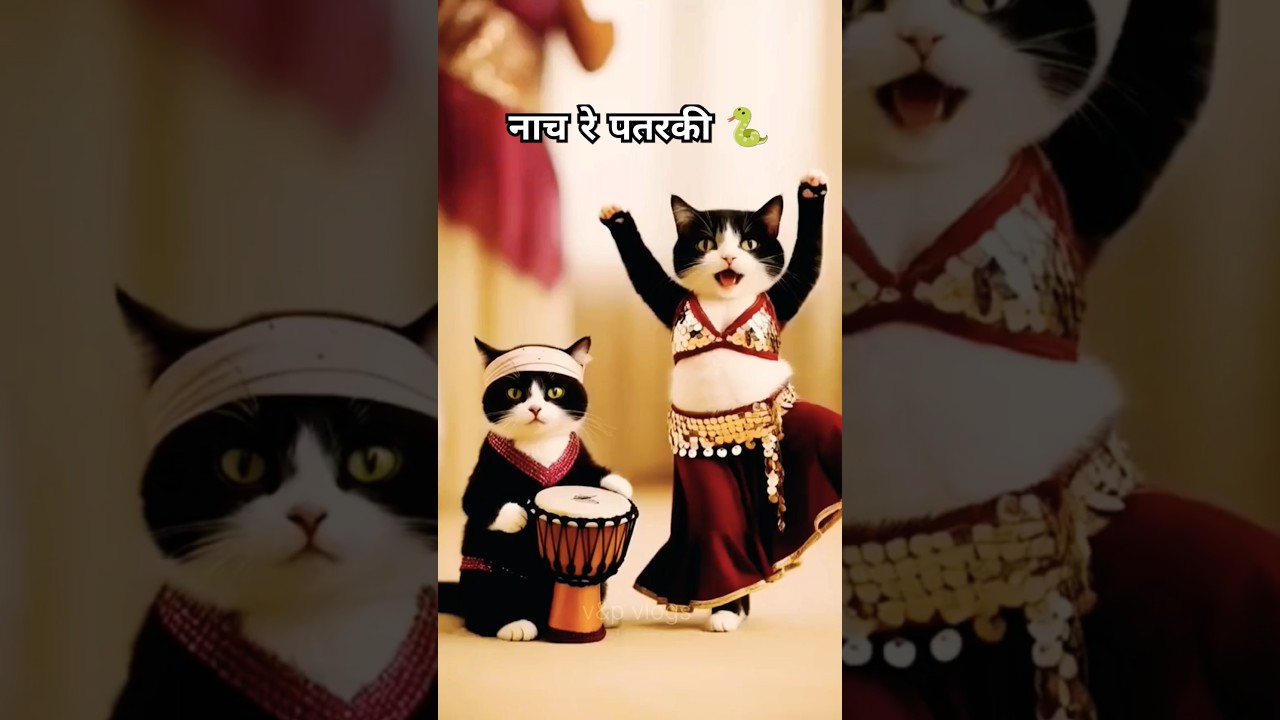 नाच रे पतरकी 🐍 - मजेदार Cat Dance वीडियो #Shorts