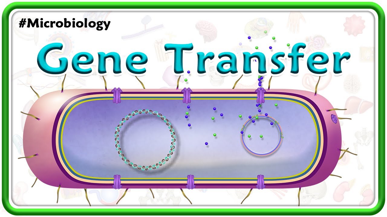Gene Transfer Methods: Transformation, Transduction & More | USMLE